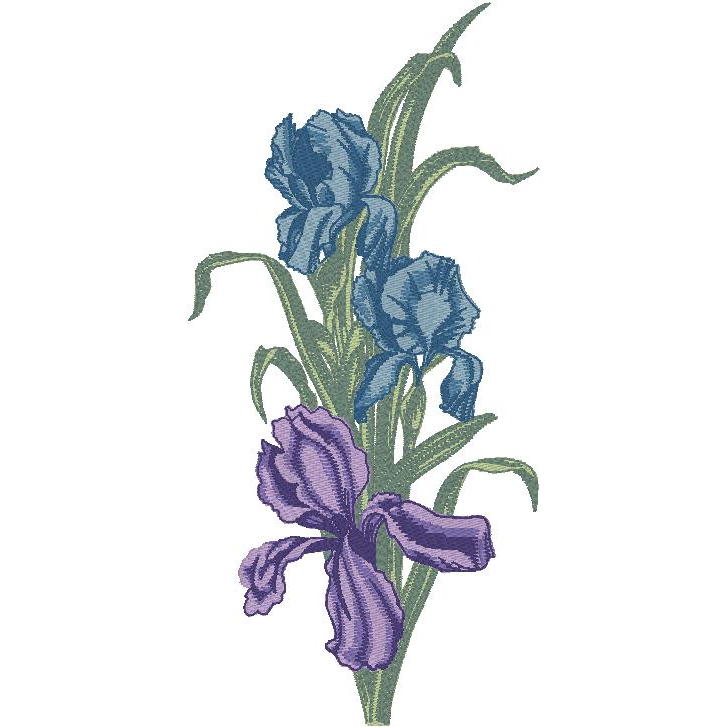 Balboa Iris (PM)